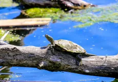 Image of a turtle on a log in a pond.