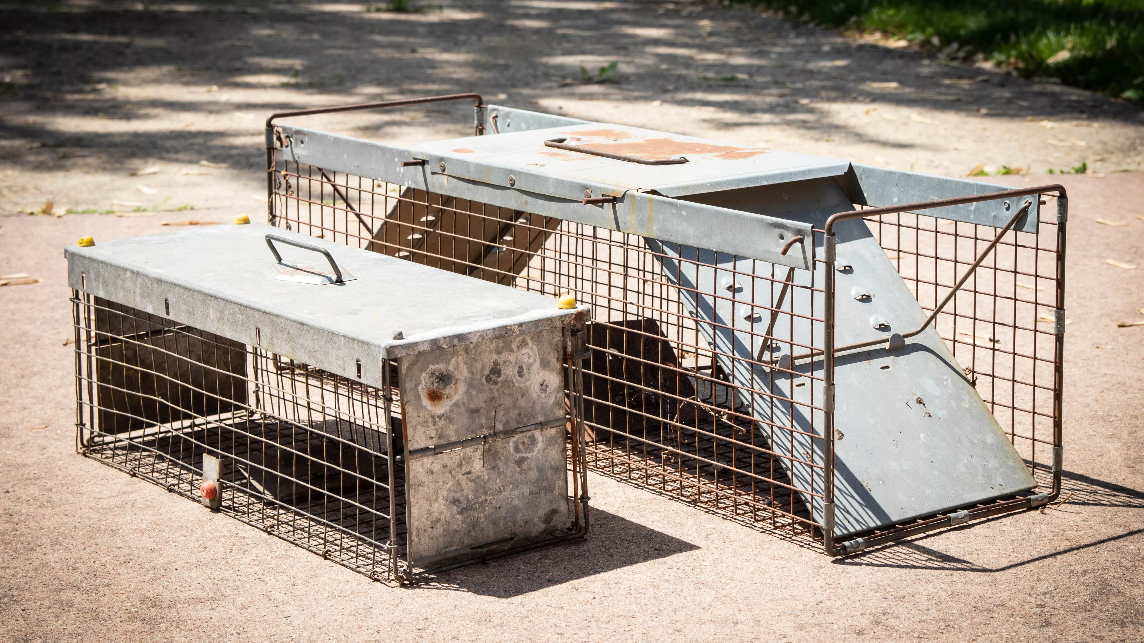 and image of animal cages used by wildlife removal companies