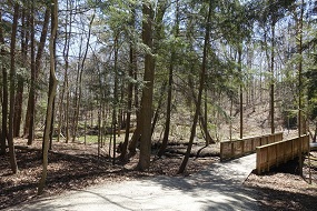 Picture of Maple Nature Reserve Nature Walk