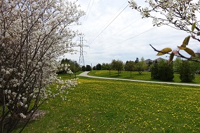 Picture of Sonoma Heights Neighbourhood Walk
