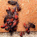 Box Elder Bug