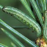 yellow headed sawfly