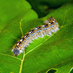 tent caterpillar