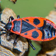 European Firebug