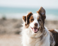 dog with one ear up, one ear down