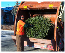 A man putting a Christmas tree in a garbage truck.