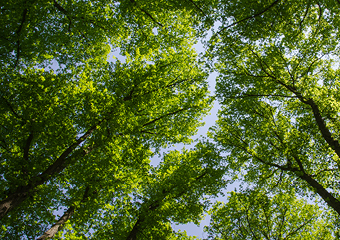 Tree canopy with branches and leaves