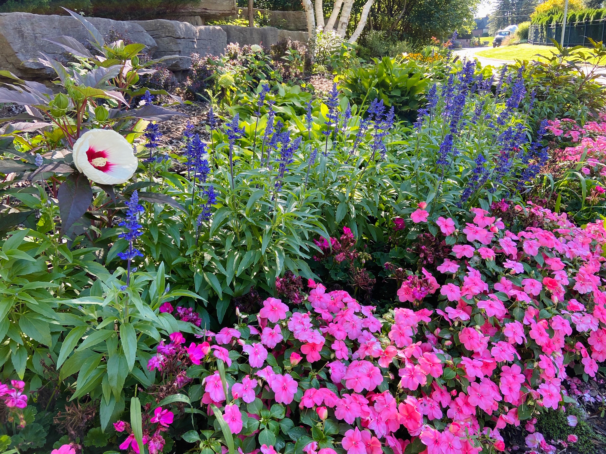 picture of pink flowers