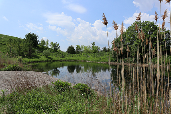 Stormwater management pond surrounded by greenery in the summer