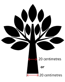 Picture of sample tree diameter