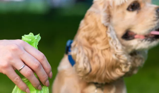 photo of dog