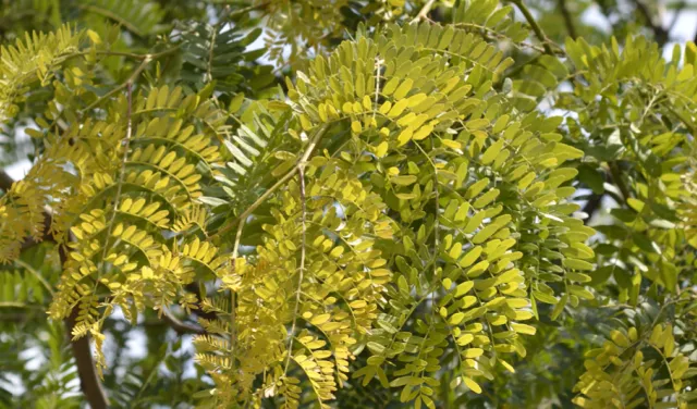 Photo of tree