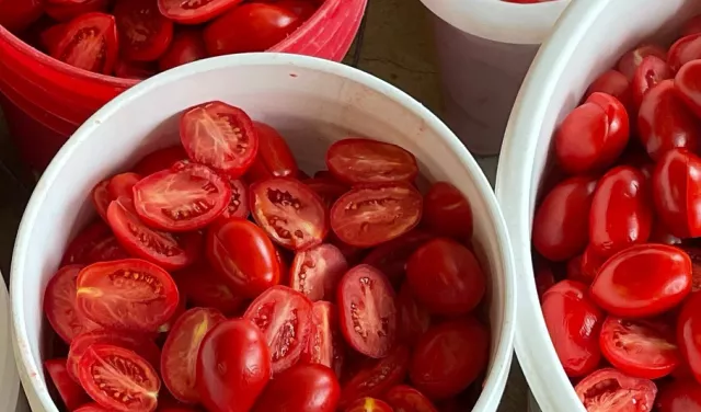 tomatoes 