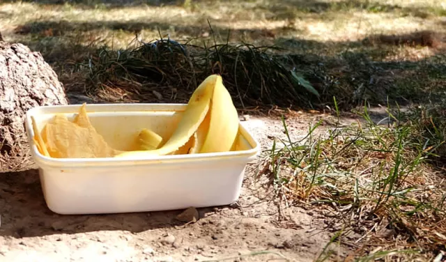 food in park 