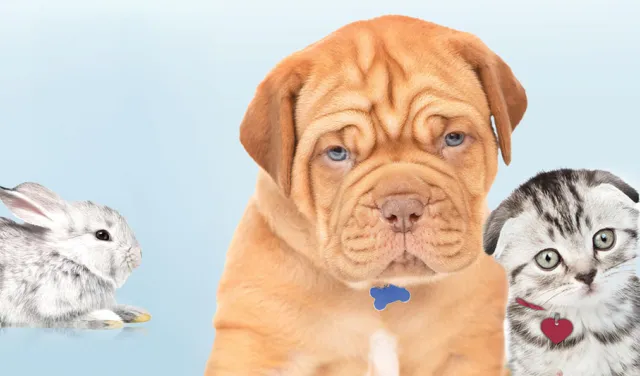 A close up of a variety of pets