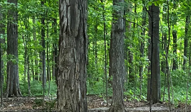 Forest scenery