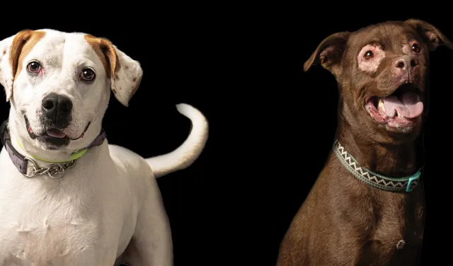Row of dogs on a black backdrop