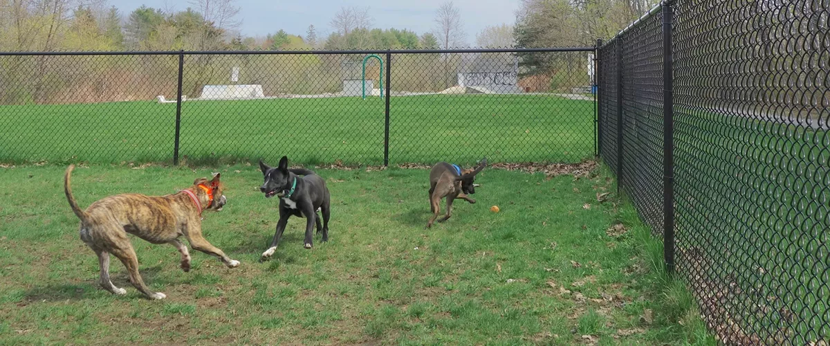 Three dogs running around an off-leash dog area.
