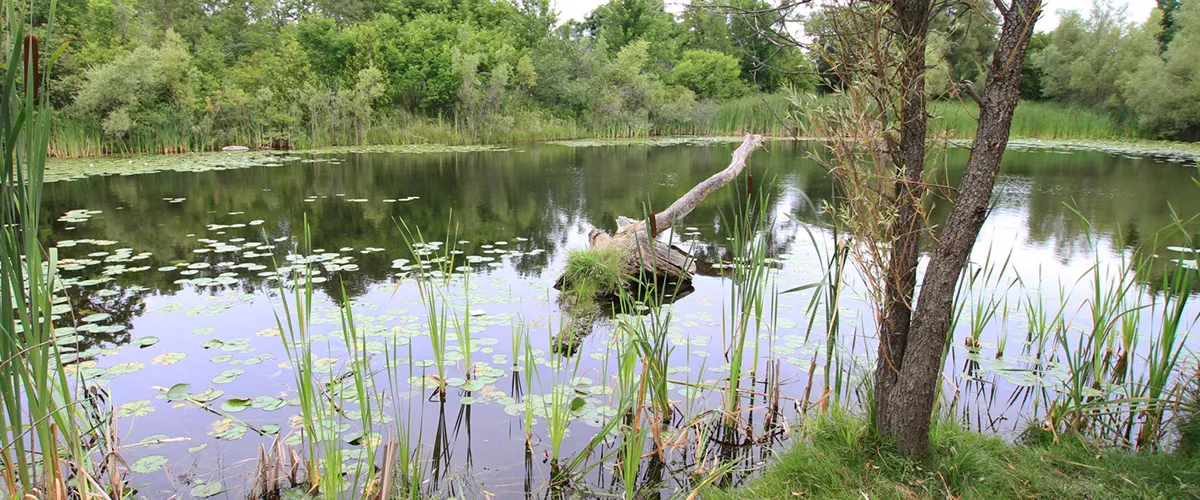 A pong with logs and lily pads. 