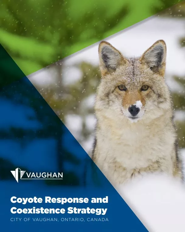 Coyote strategy cover