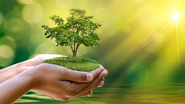 hand holding tree picture