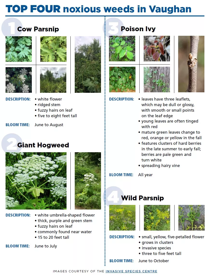 Top four noxious weeds in Vaughan: Cow parsnip, poison ivy, giant hogweed and wild parsnip.