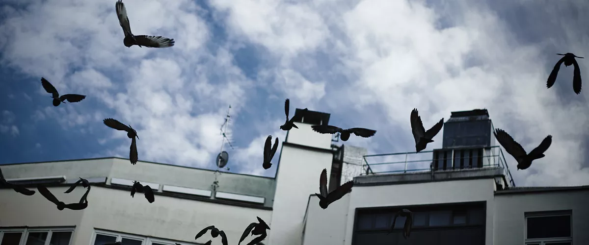 Birds flying over a building.