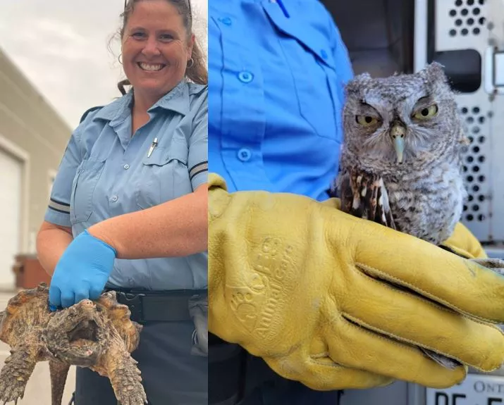 Animal Services staff with tortoise and owl