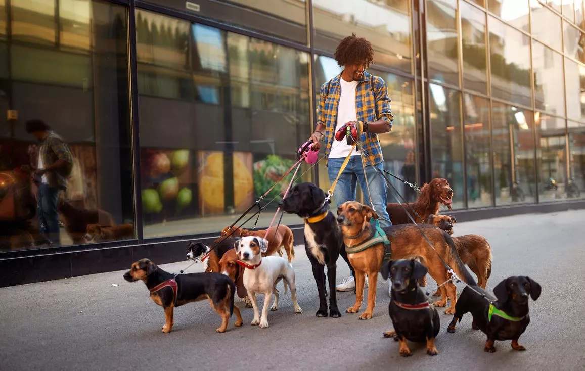 Commercial Dog Walker