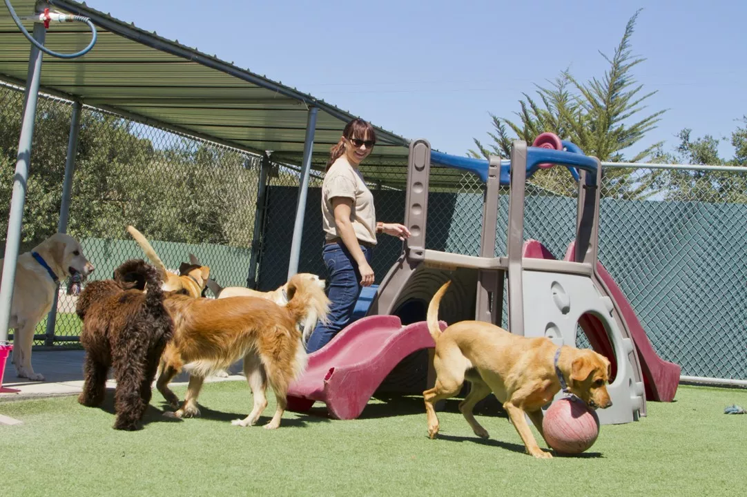 Person in yard with several dogs playing
