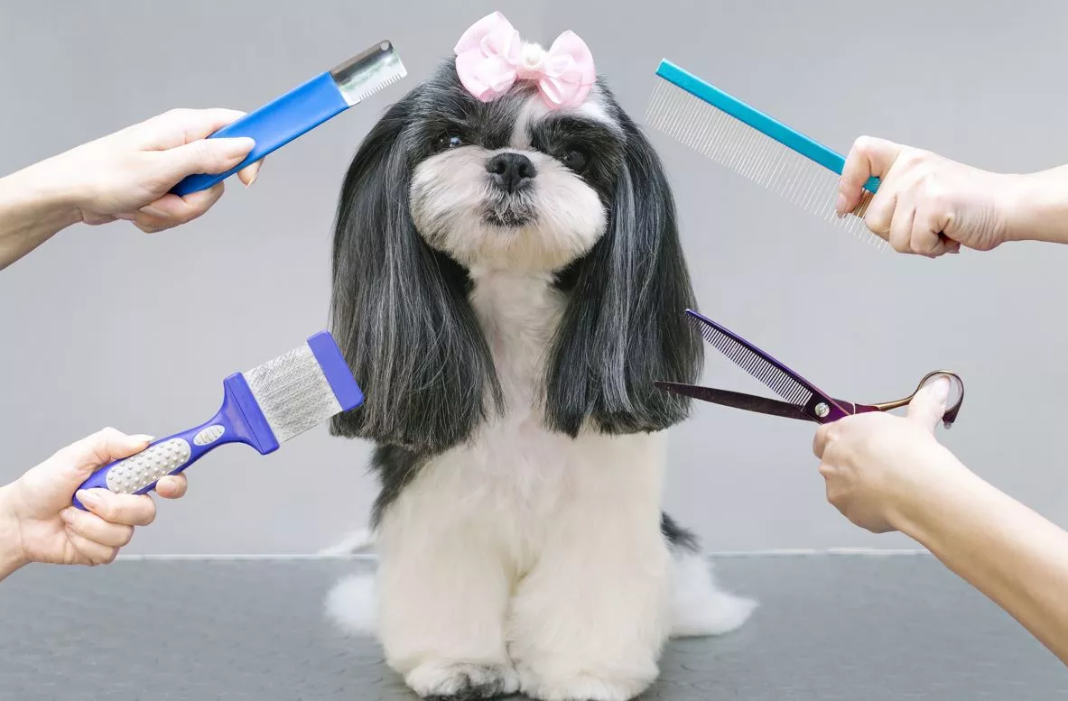 Dog with bow surrounded by people with grooming equipment