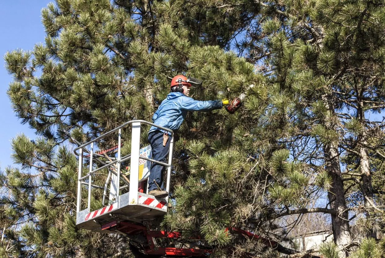 Person cutting a tree with a chainsaw