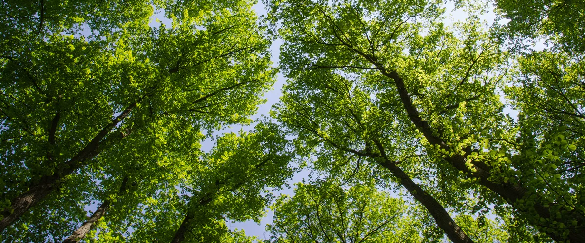 Photo of group of trees