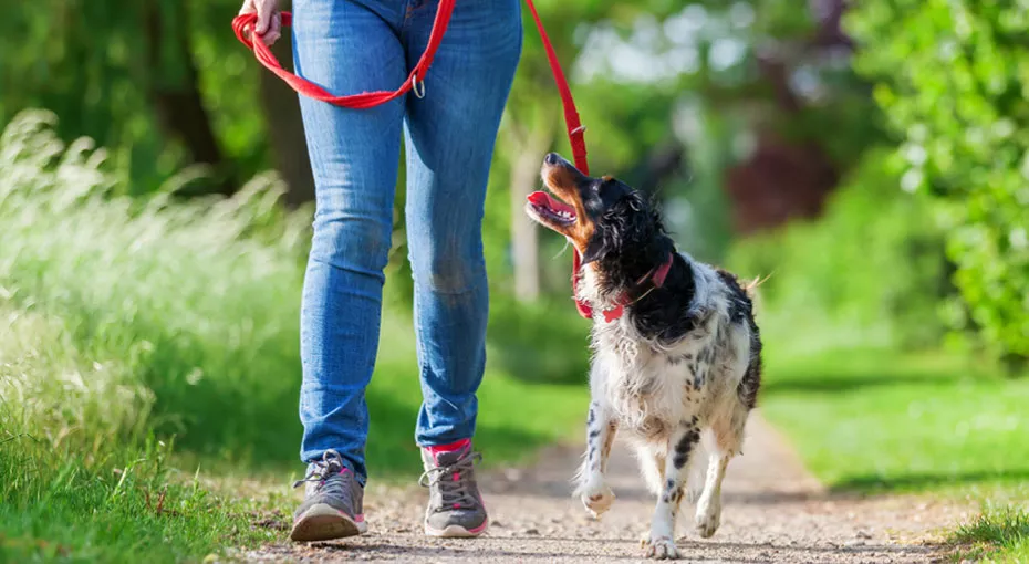 Person walking dog on a path on a leash