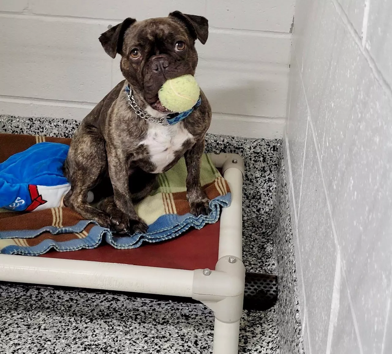 Dog holding tennis ball on bed