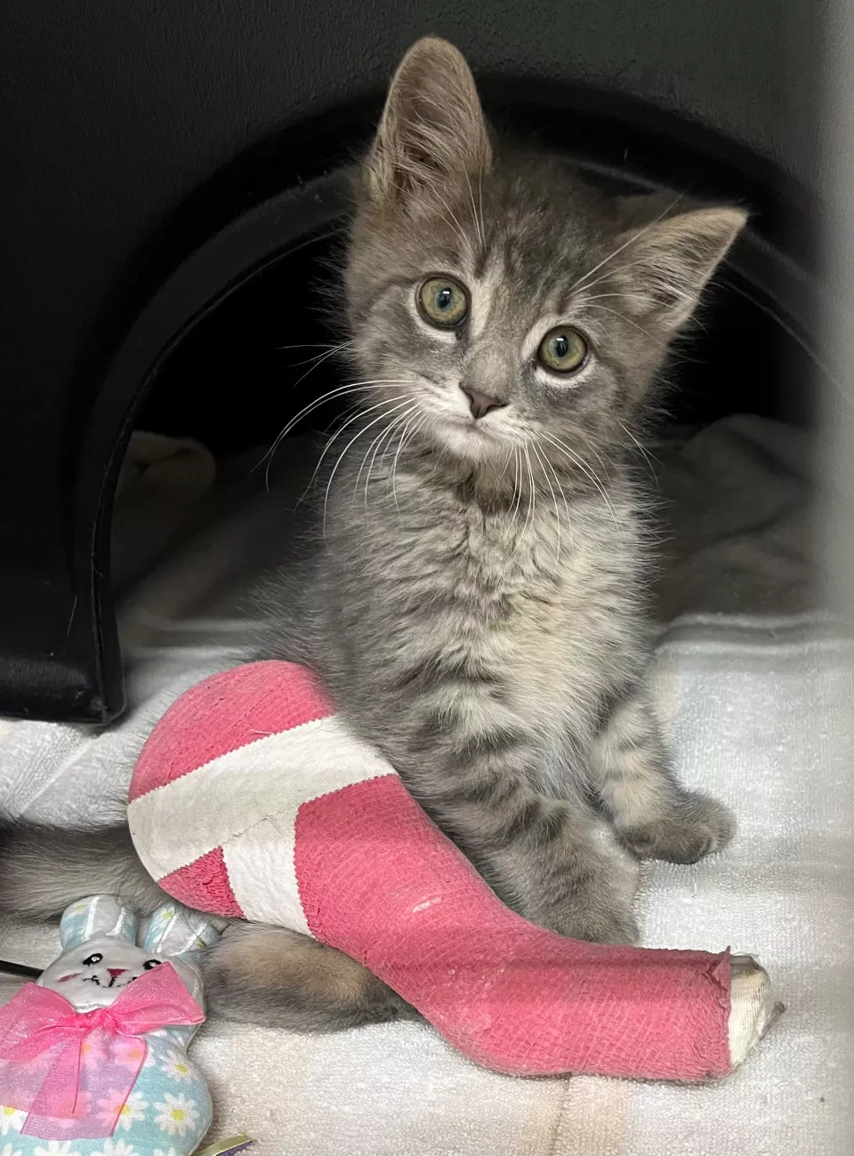 Brown kitten wearing pink cast looking at the camera