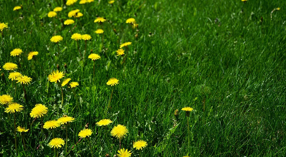 lawn with dandelions