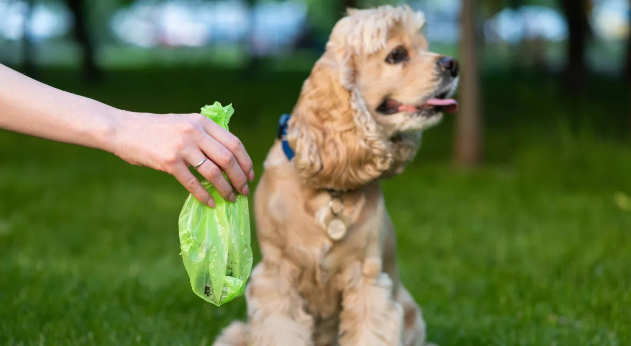 dog sitting in the grass with owner holding a waste bag