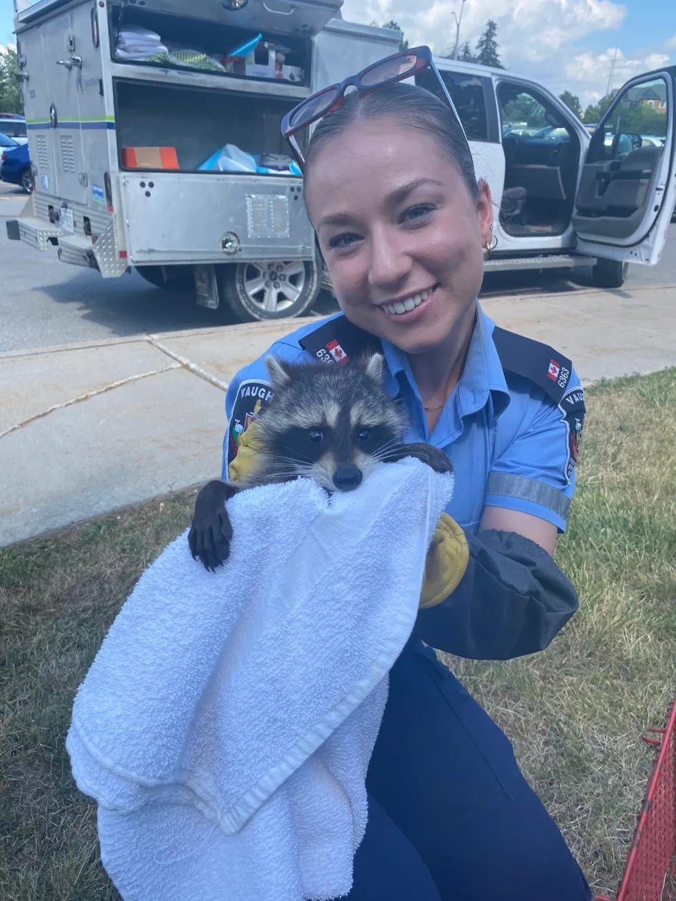 An animal services officer holds a baby raccoon in a towel with a City of Vaughan pickup truck in the backgroundd