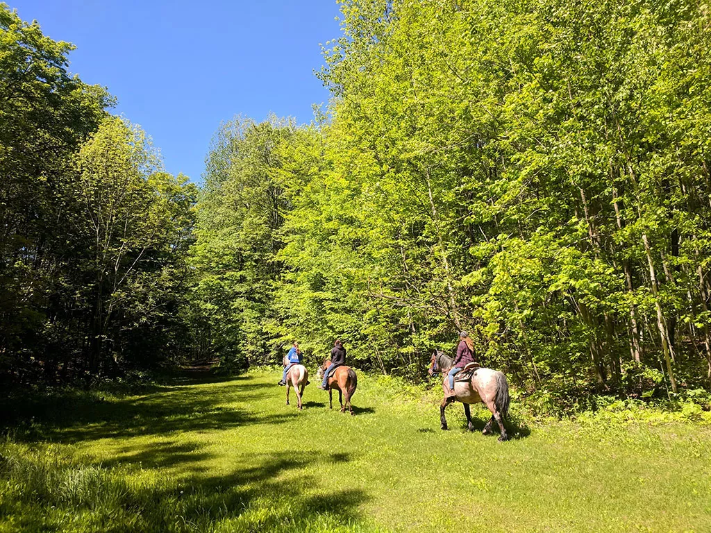 Three people riding horses on a green grassy field with a green forest in the background.