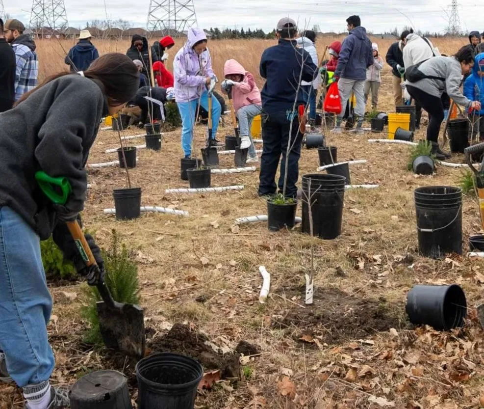 community members planting trees in a field
