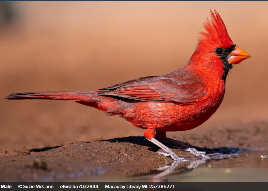 picture of a male northern cardinal