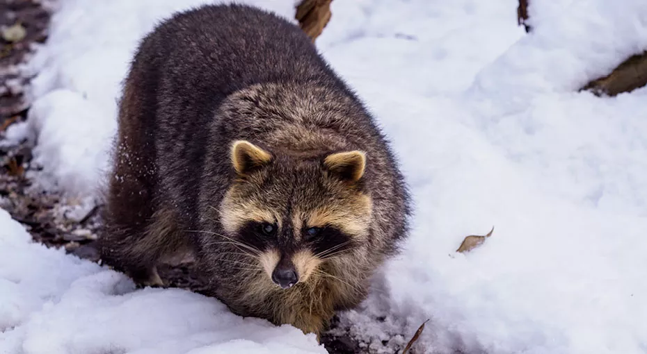 Racoon