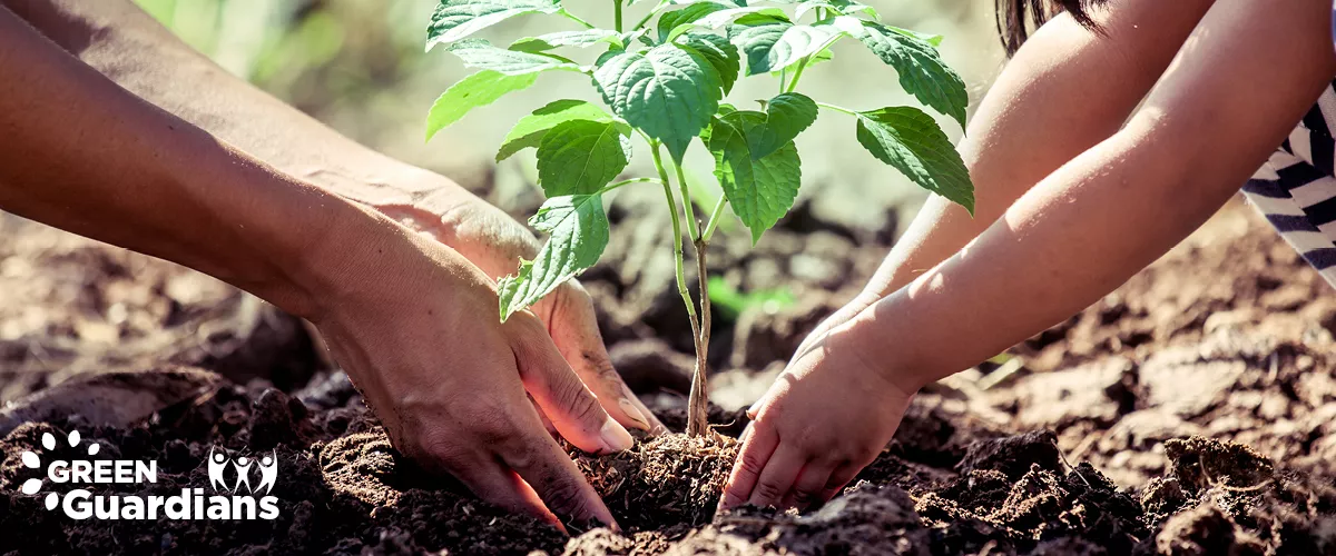 Two people planting a plant.