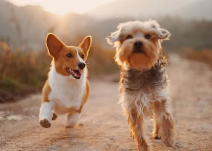 two small dogs running outside