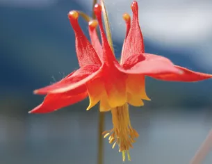 Wild Columbine