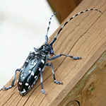 Asian long horned beetle