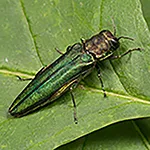 Emerald Ash Borer