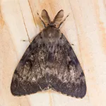 Spongy moth