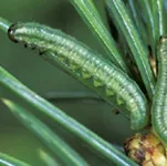 yellow headed sawfly